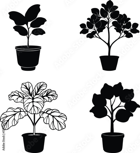 Fiddle leaf fig plant silhouette vector set.
