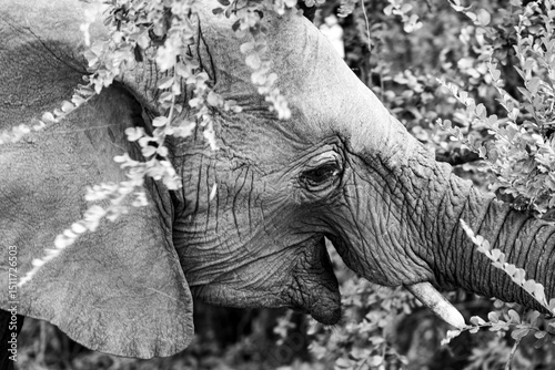 Smiling elephant, Timbavati private reserve, Greater Kruger National Park, South Africa