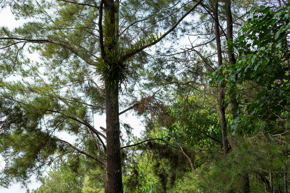 Fototapeta premium Green Forest with Ferns Growing on Pine Tree