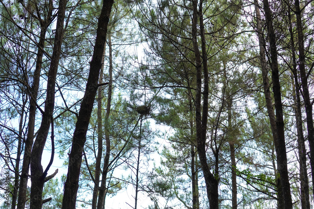 Fototapeta premium Bird Nest on Pine Tree in Forest Canopy