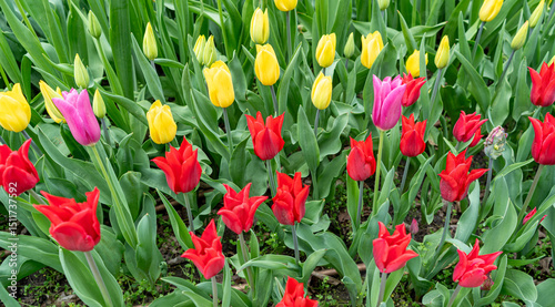 Tulip flowers in garden. Bloom tulips in park on flower bed, April bouquet, blooming tulipa