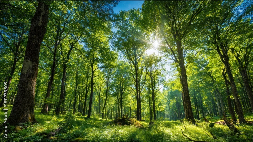 Obraz premium Sunlight shines through a dense green forest with tall trees and lush foliage.
