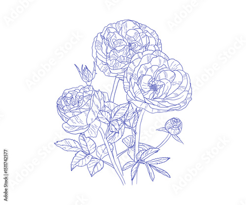 Elegant hand-drawn bouquet of roses in line art style. Vintage botanical illustration perfect for wedding invitations, greeting cards, and floral designs