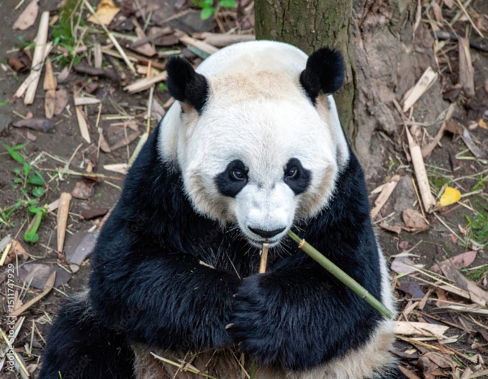 Obraz premium Giant panda eating bamboo in natural forest habitat with fallen leaves and tree trunk background