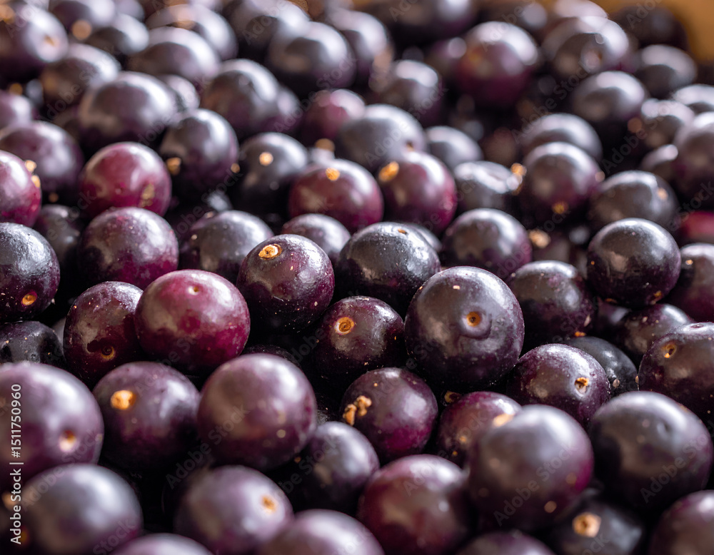 Fototapeta premium Fresh Picked Acai Fruit