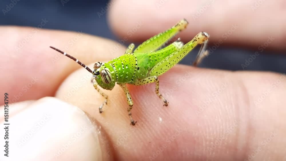 Macro shot of a tiny green grasshopper nymph on a finger