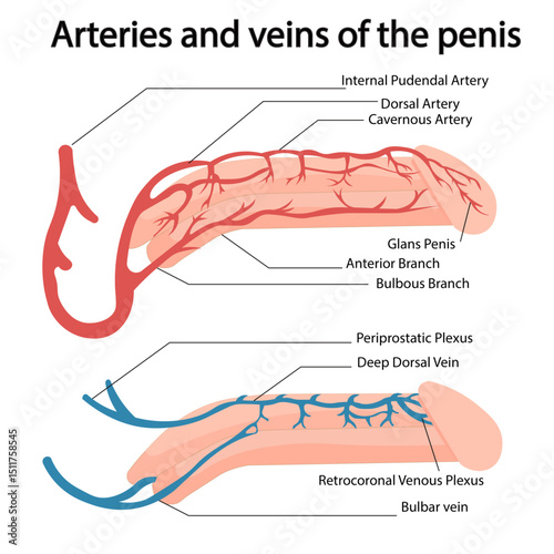 Medical anatomy,penis,arteries and veins of penis