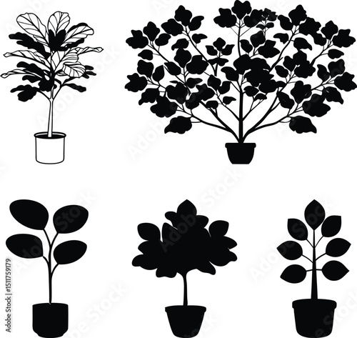 Fiddle leaf fig plant silhouette vector set.