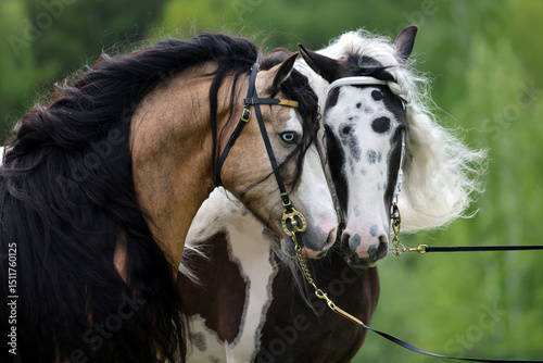 Photos Pair of a Tinker horse portrait on summer fields background