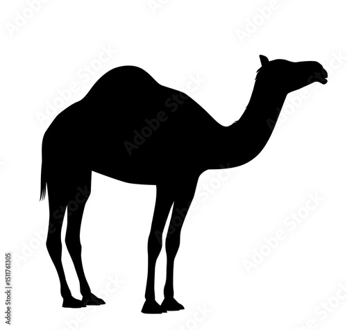 silhouette camel in the desert 