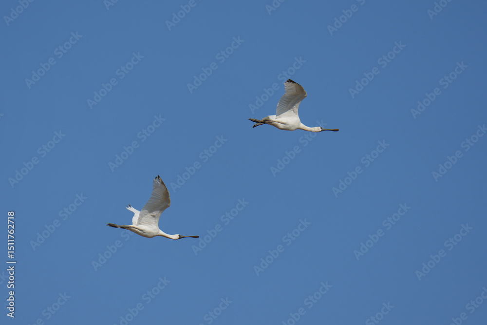 Obraz premium Eurasian Spoonbill ( Platalea leucorodia ) flying in the sky