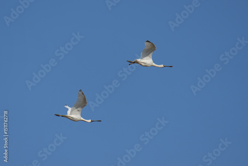 Eurasian Spoonbill ( Platalea leucorodia ) flying in the sky photo