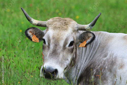 Portrait d'une vache grise photo