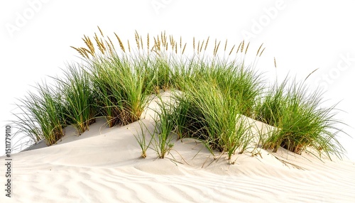 Coastal Grass on Sandy Dune.horizon, sand, dune, grass, nature, outdoors, sky, sunny, vacation, travel, backgrounds, calm, calmness, ecosystem, england, horizontal, joy, no people, peaceful,