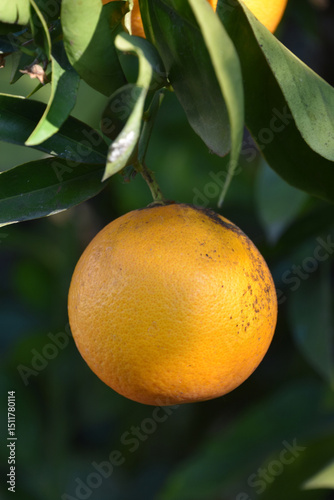Fresh Ripe Orange Hanging Down from a Branch