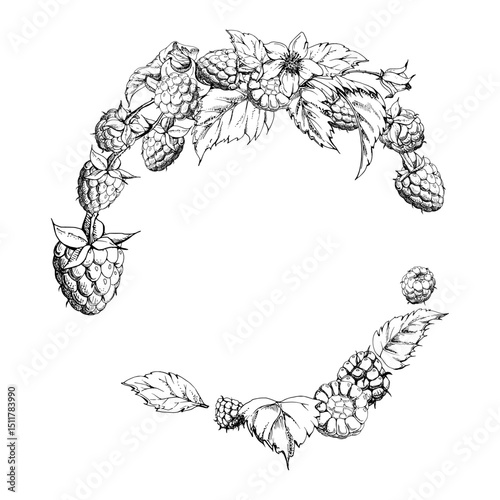 Raspberry wreath, ripe garden berries leaves on stalks, hand drawn in vector ink. Dewberry cloudberry mulberry loganberry tayberry. Isolated circle frame illustration. Wedding stationery florist shop