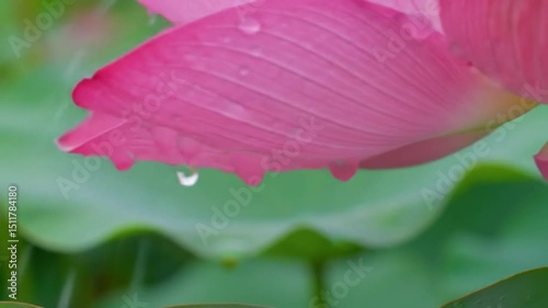 water drop close up of pink flower