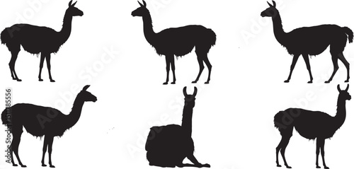 Silhouette Style Llama Set on Black Background Vector Illustration for Wildlife Designs