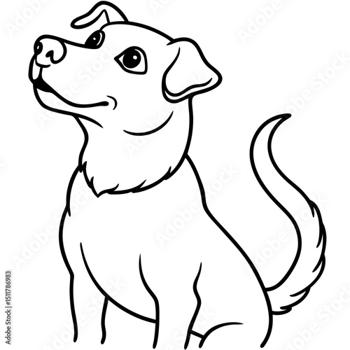 dog looking up