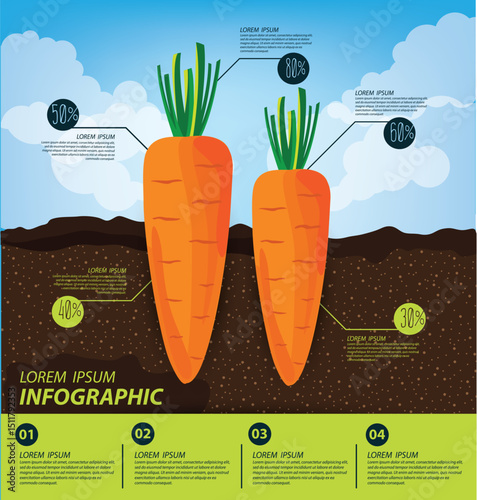 carrot , infographics. vegetables vector illustration.