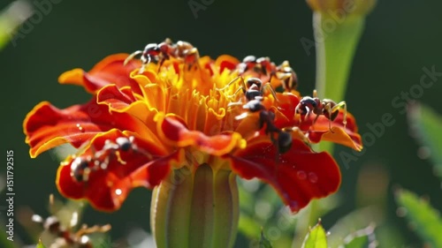 aunt on flower