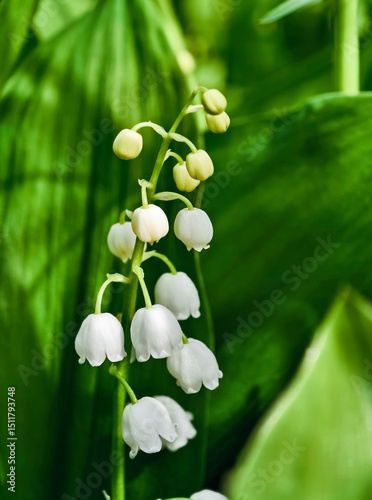 Common lily of the valley grows in the wild