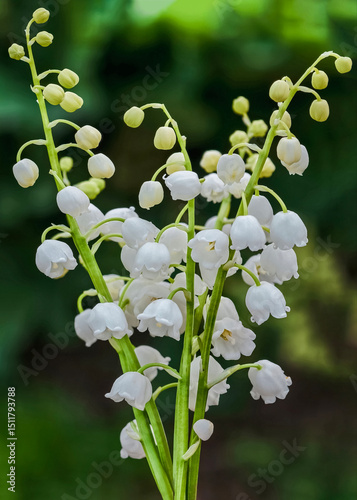 bouquet of lily of the valley growing in the wild