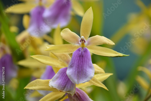 Brilliant Yellow and Pink Orchids Blooming and Flowering