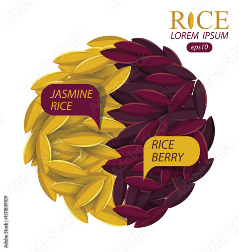 Jasmine rice, Rice berry, Rice grains vector illustration.