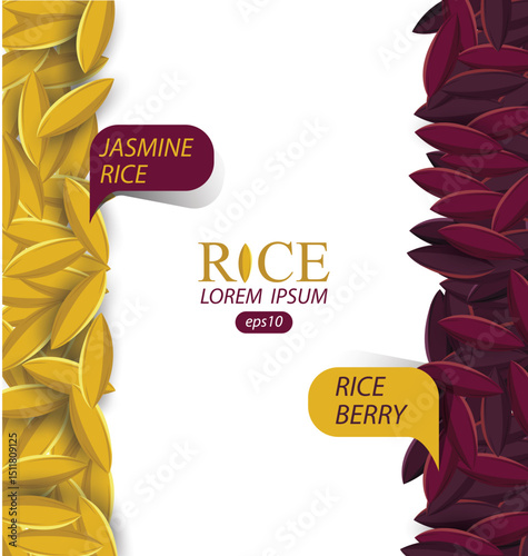 Jasmine rice, Rice berry, Rice grains vector illustration.