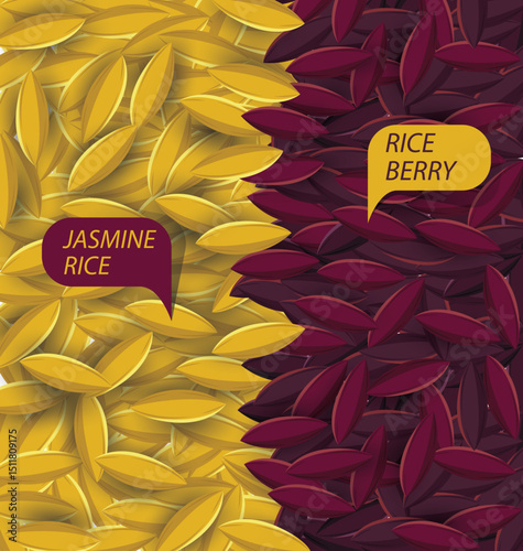 Jasmine rice, Rice berry, Rice grains vector illustration.