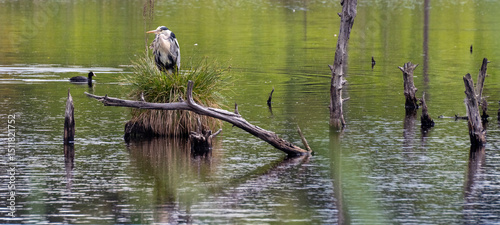 Graureiher im Schwenninger Moos
