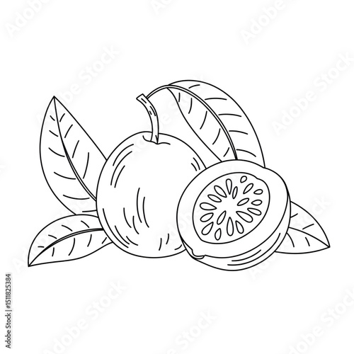 hand drawn vector illustration of a guava coloring page 