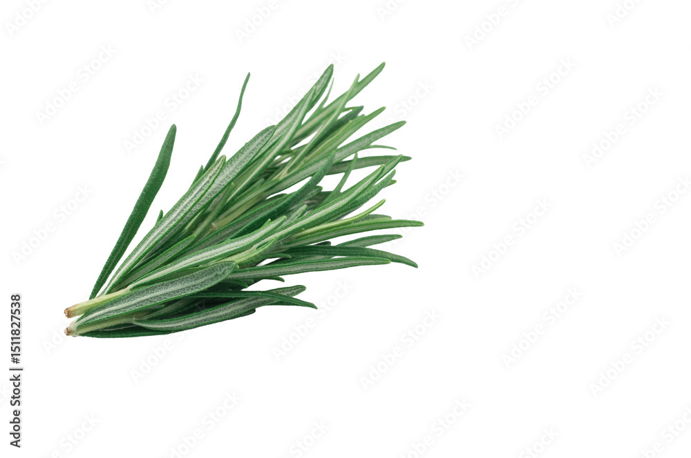 Fototapeta premium ciuffo di rosmarino fresco isolato su fondo bianco o trasparente