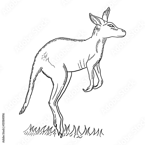 Hand drawn jumping kangaroo vector illustration. Sketch style Australian wildlife. Hopping Marsupial
