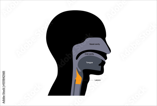 Larynx anatomy poster