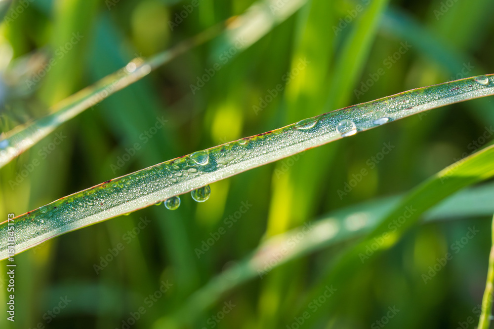Obraz premium 朝露に輝く草のアップ23