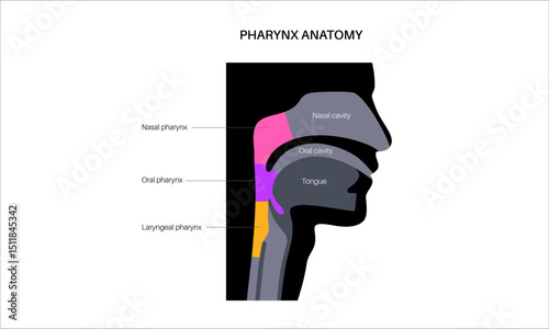 Pharynx anatomy poster