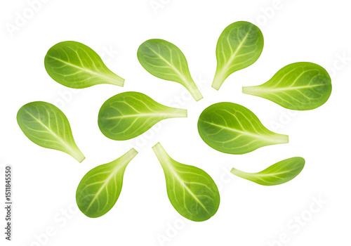Lamb's lettuce falling isolated on white or transparent background. PNG