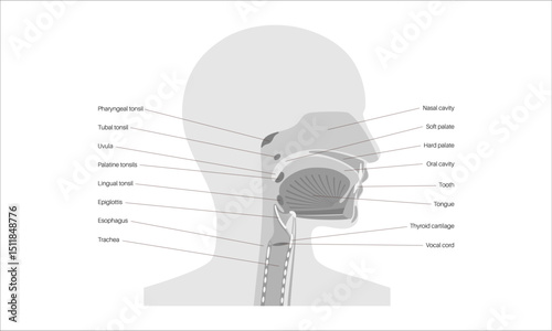 Upper respiratory tract