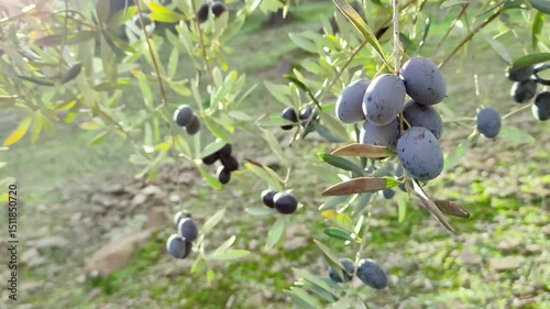 A bunch of black olives in an Andalusian field with golden reflections on its leaves at sunset after a hard day's work.