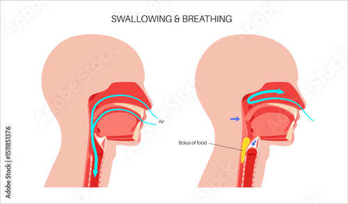 Breathing and swallowing