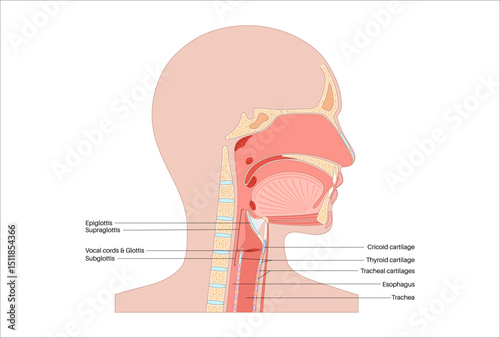 Larynx anatomy poster