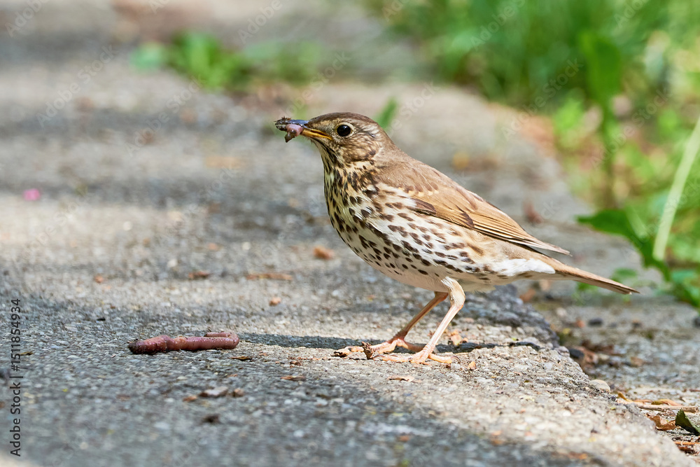 Song Thrush bird eating worms ( Turdus Philomelos ) Song Thrush bird eating worms ( Turdus Philomelos )