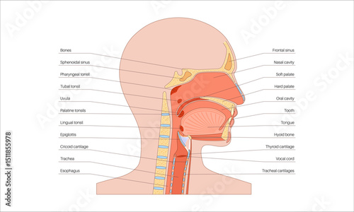 Upper respiratory tract