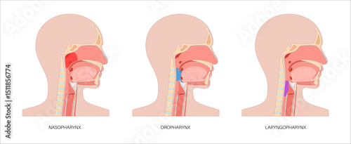Pharynx anatomy poster
