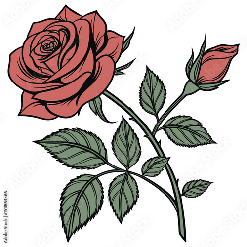 red rose vector illustration