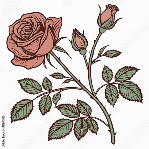 vector illustration of rose