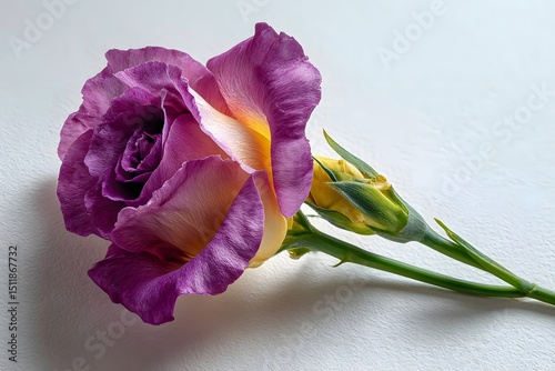 a single lisianthus flower on a white background, vibrant style, rich saturated colors, slight natural shadow photo