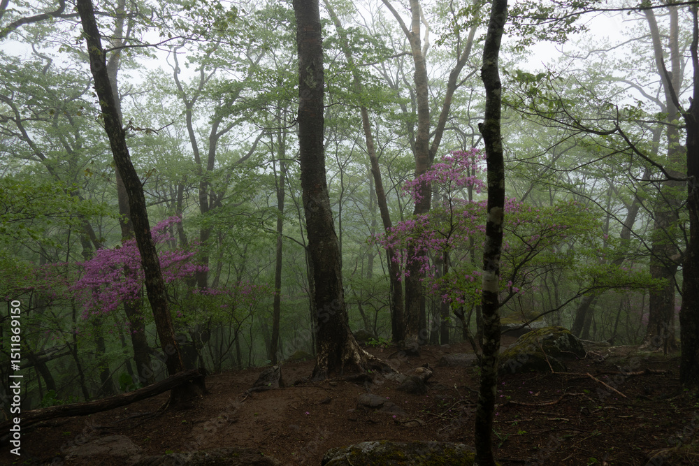 Naklejka premium 霧の中のヤマツツジ